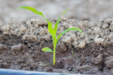 young corn in field with drip irrigation