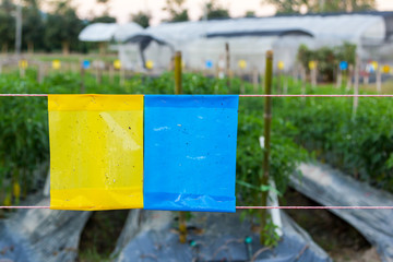 yellow and blue sticky trap in agriculture field