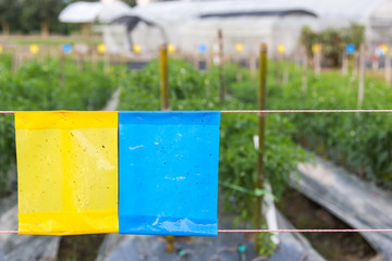 yellow and blue sticky trap in agriculture field