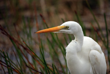 Egret
