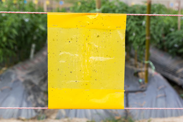 yellow sticky trap in agriculture field for insect control