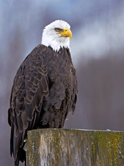 Bald Eagle perched on tree stump