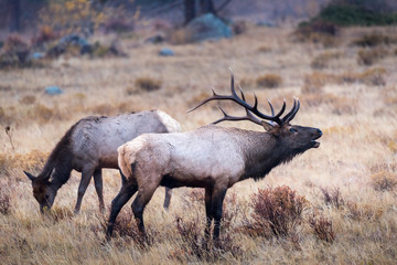 A bull elk bugles a challenger to a rival bull