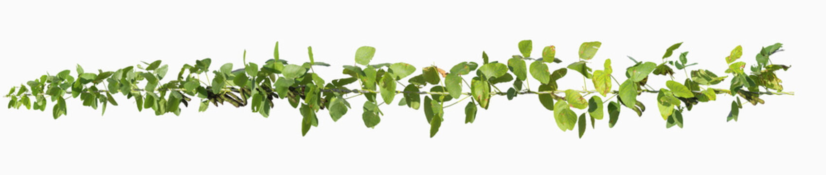 vine plants isolate on white background, clipping path included.