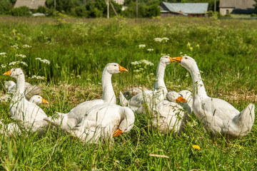 geese promenaders in a meadow