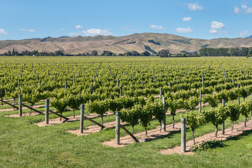 Fototapeta na wymiar Wither Hills vineyards in Marlborough Region, New Zealand