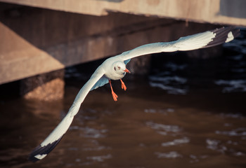 Flying seagull 