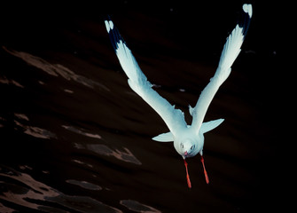 Flying seagull 