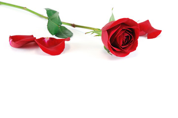 single rose laying on white background