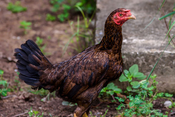 Thai gamecock