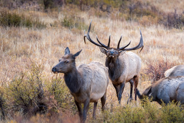 A mature bull elk tests the air while following his harem of cow