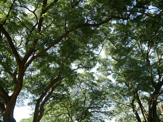 Green Tree branches nature in the daytime sky