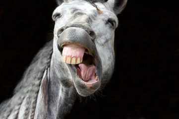 Horse Funny Animal Silly Crazy Happy Laugh Laughing Cute Hilarious Face - obrazy, fototapety, plakaty