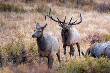 A mature bull elk tests the air while following his harem of cow