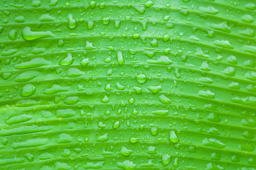 Water droplets on a banana leaf ,Nature green background