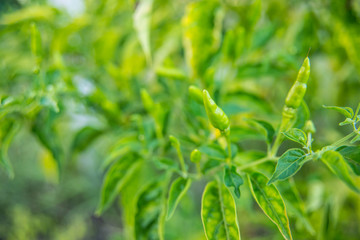 green chillies in the garden.