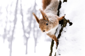 Obraz premium young little squirrel sitting on the snowy tree trunk and looking in camera, closeup view