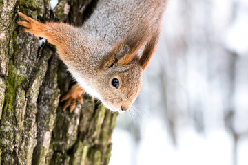 cute red squirrel upside down hanging on tree trunk against blurred winter forest background
