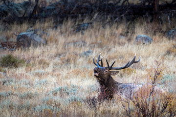A bull elk bugles to a rival while taking a rest