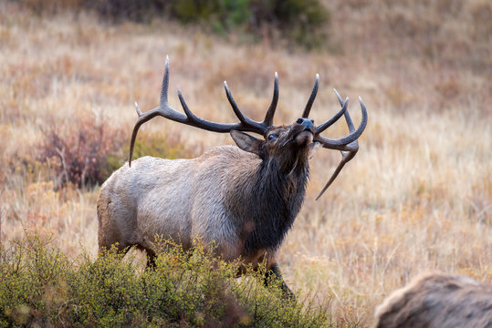 A mature bull elk tests the air