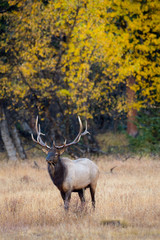 Naklejka na ściany i meble A bull elk emerges from the forest