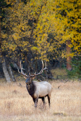 Naklejka na ściany i meble A bull elk emerges from the forest