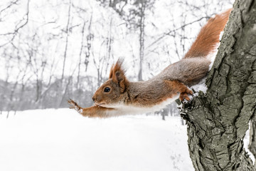 cute young squirrel on tree with held out paw against blurred winter forest in background