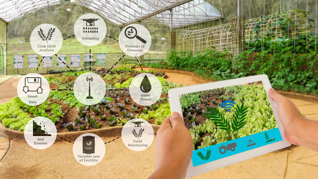 Precision Agriculture and Agritech concept. Sensor network in Agriculture technology network on framer using digital tablet to connect the sensor system against vegetable in green house background.