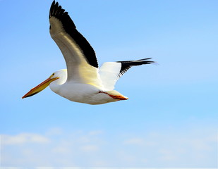 American White Pelican