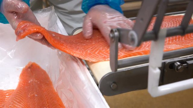 A worker puts salmon fillet on automatic feed for slicing fish in A Seafood Processing Factory. Close up.