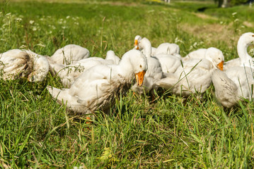 geese promenaders in a meadow