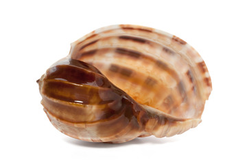 Cockleshell of the Black Sea