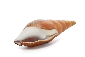 Cockleshell of the Black Sea