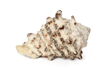 Cockleshell of the Black Sea