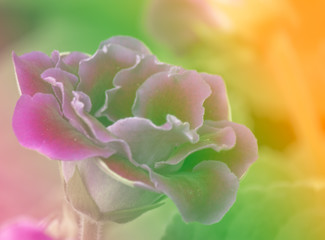 Sweet color flower in soft style for background,