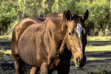Brown gelding horse from chest up