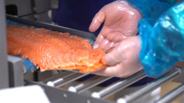 Machine for automatic cutting fish slicing fillet of salmon In A Seafood Processing Factory. Close up.