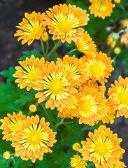 Colorful yellow chrysanthemum flower blooming on summer day.
