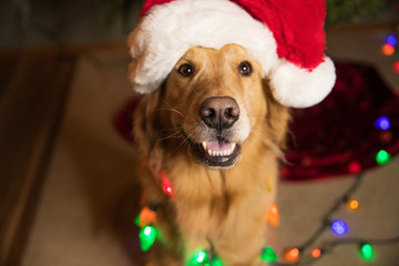 Golden Retriever Dog wrapped in colorful Christmas lights