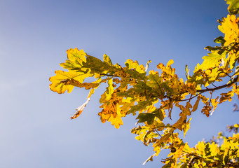 Солнечный осенний день. Дубовые листья и голубое небо