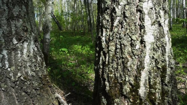 Panorama of bright spring birch forest
