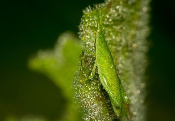 Grasshopper