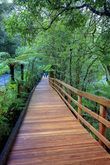 walking path in milfordsound fiordland national park new zealand