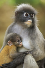 motherhood of Dusky leaf monkey, Dusky langur in southern of tha