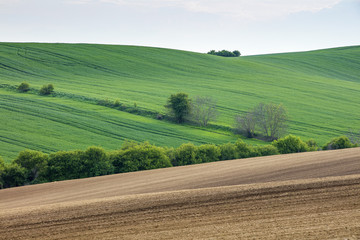 spring fields in Czech republic