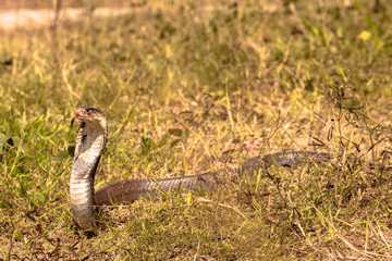 Cobra snake in natural habitats
