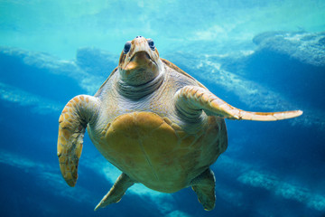 Obraz premium Sea turtle swimming in ocean