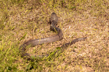 Cobra snake in natural habitats
