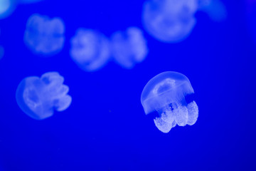Obraz premium Jelly fish