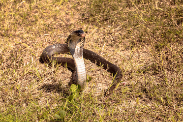 Cobra snake in natural habitats
